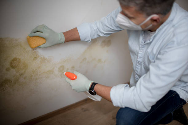 Best Same-Day Mold Removal  in Lavonia, GA