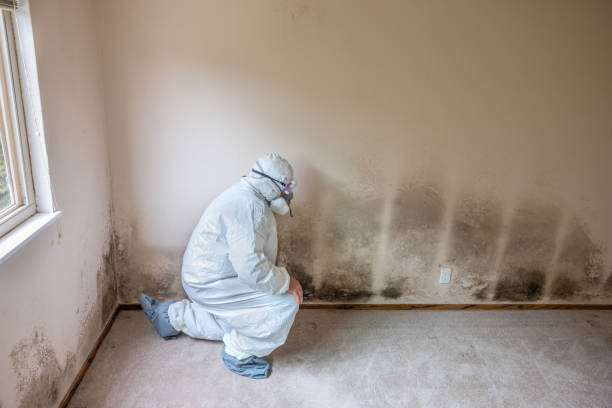 Best Crawl Space Mold Removal  in Lavonia, GA