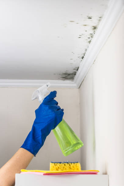 Best Professional Mold Removal  in Lavonia, GA